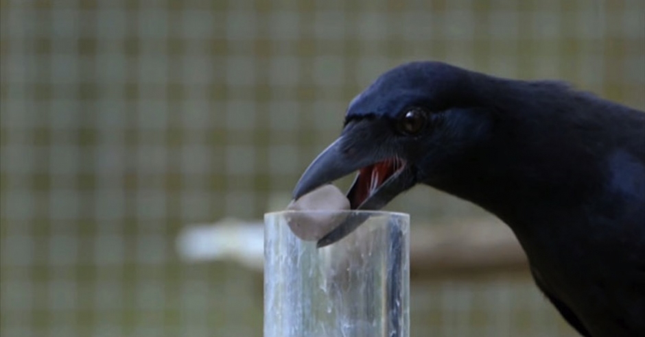 Nature Corner: Crows are geniuses and you can cash in