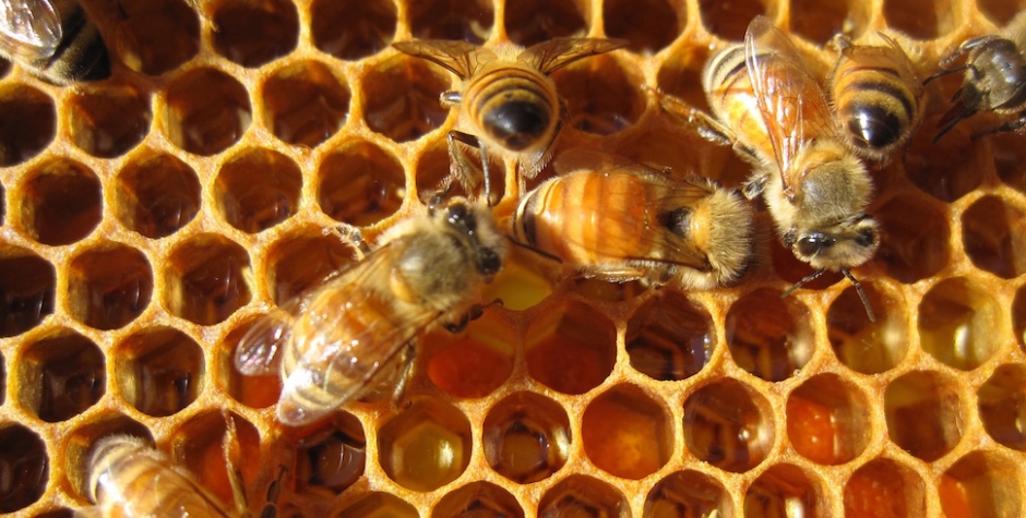 Say Hello to Cannahoney, Delicious Honey Made By Bees From Marijuana Plants