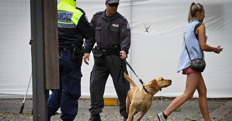 Do Sniffer Dogs Actually Work?
