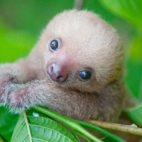Next article: Cure your hangover with pics from inside Costa Rica's Sloth Institute