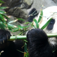 Previous article: Rare positive environmental news: giant panda no longer endangered