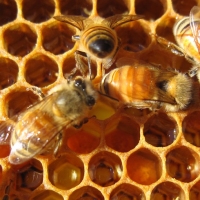 Previous article: Say Hello to Cannahoney, Delicious Honey Made By Bees From Marijuana Plants