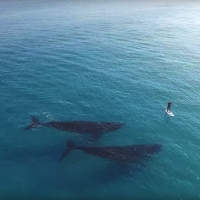 Previous article: A dude paddle boarding with whales to bring you inner peace