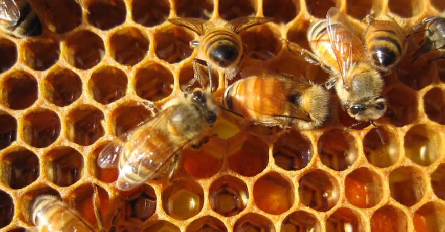 Say Hello to Cannahoney, Delicious Honey Made By Bees From Marijuana