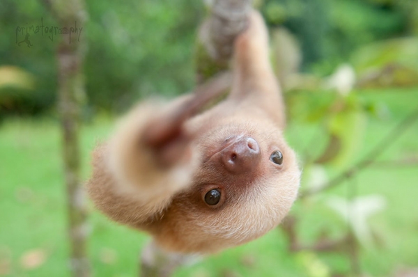 sloths4