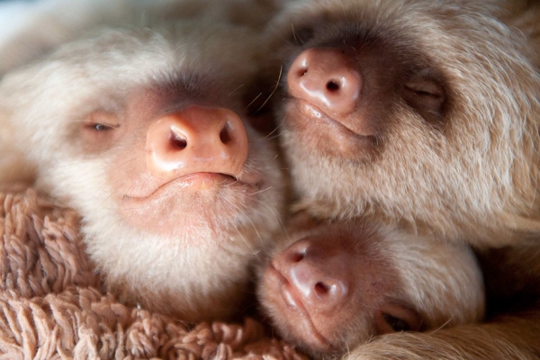sloths10