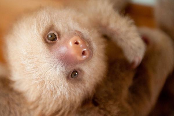 sloths11