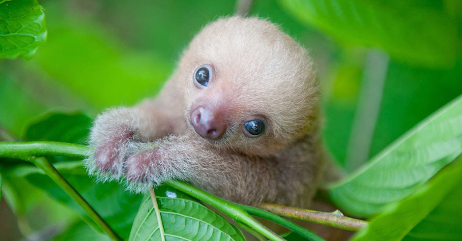 Cure your hangover with pics from inside Costa Rica's Sloth Institute