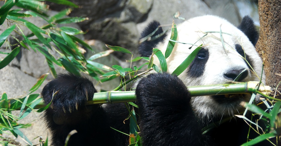 Rare positive environmental news: giant panda no longer endangered
