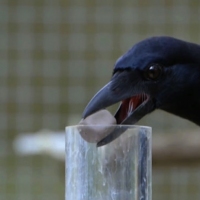 Previous article: Nature Corner: Crows are geniuses and you can cash in