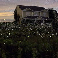 Next article: Fireflies are doing their annual takeover of New York and it looks damn beautiful