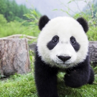 Previous article: Panda Cam