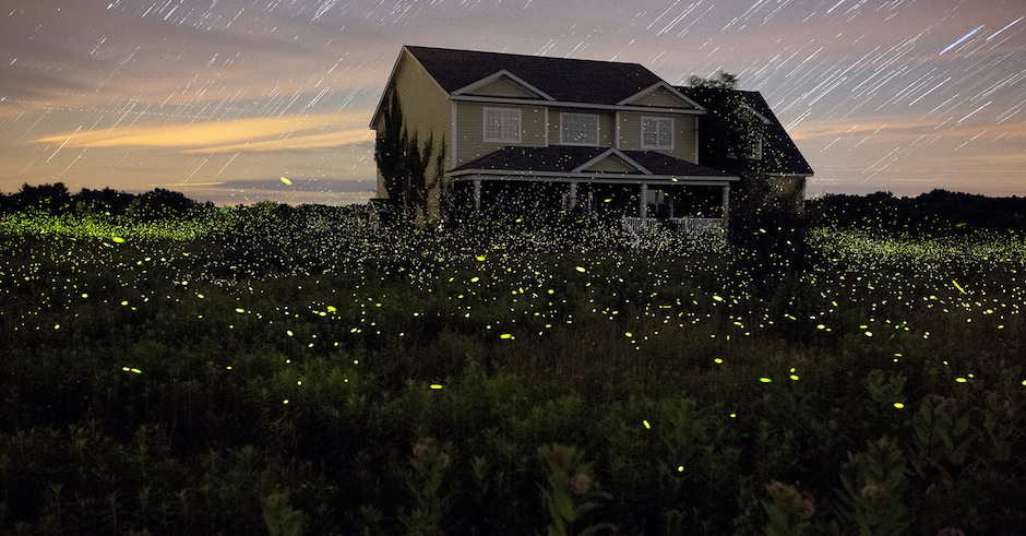 Fireflies are doing their annual takeover of New York and it looks damn beautiful