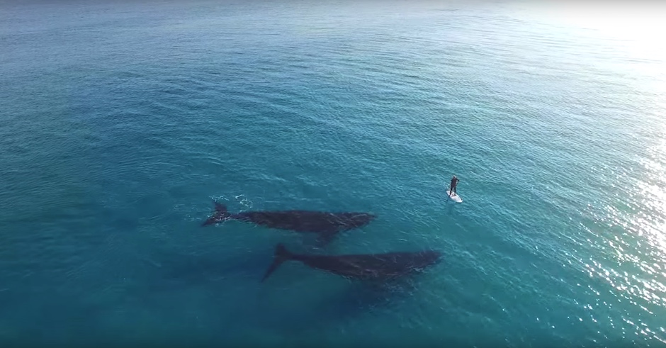 A dude paddle boarding with whales to bring you inner peace