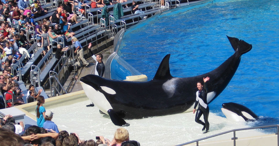 SeaWorld is starting to phase out Orca shows